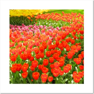 Mixed Tulips, Keukenhof Tulip Festival, Holland Posters and Art